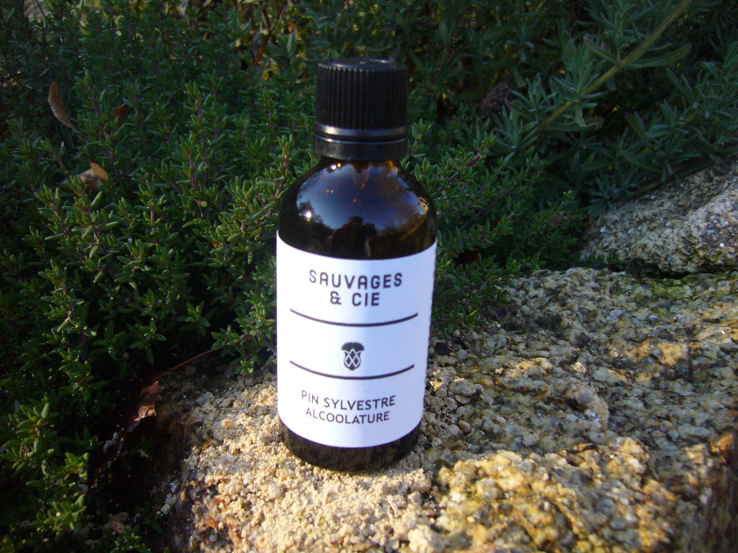 Sauvages et Cie - Alcoolature Pin Sylvestre -Plante qui permet le Confort respiratoire et soulage les articulations
